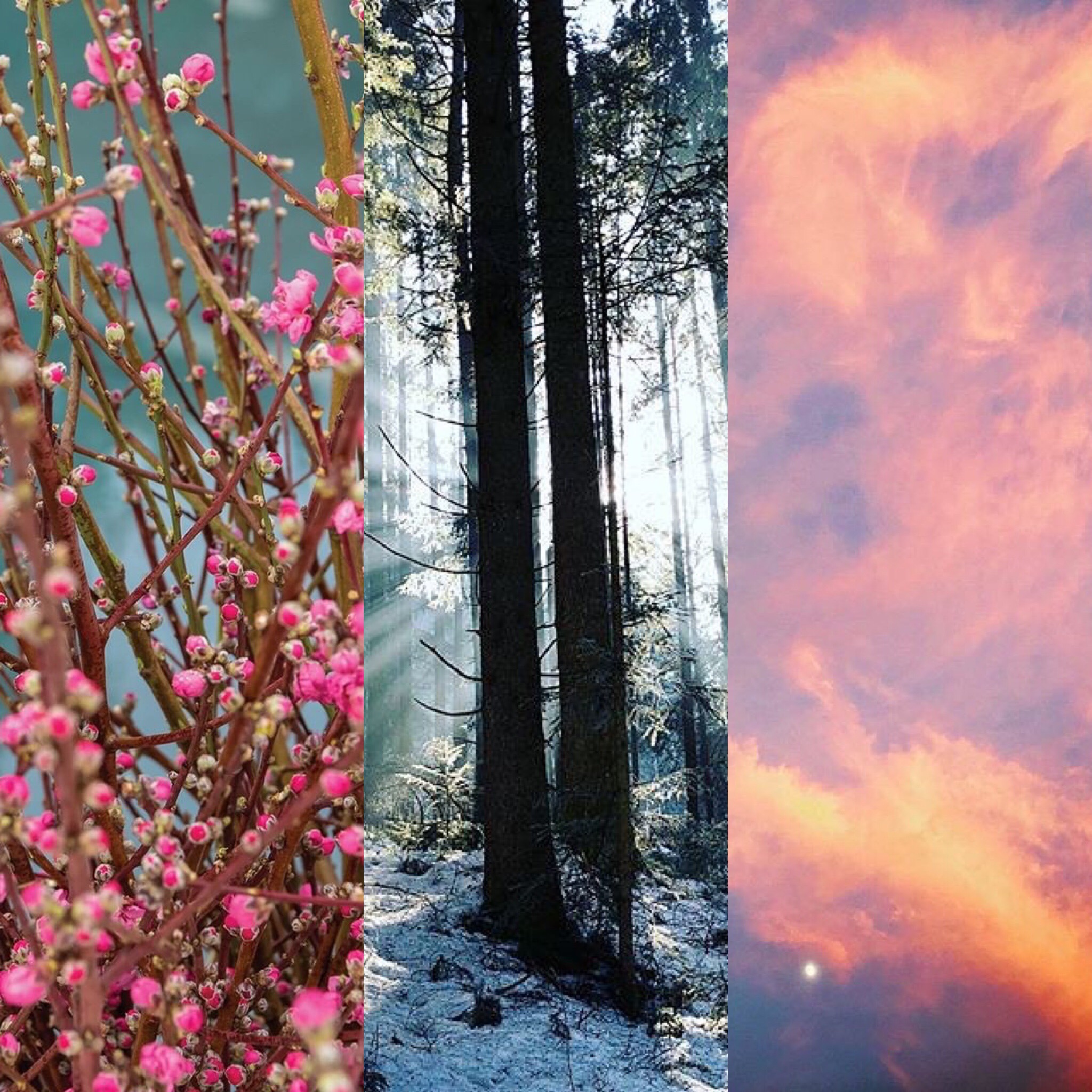 Three vertical panels: blooming pink flowers, a serene snowy forest with sunlight filtering through trees, and a vibrant pink-orange cloudy sky. A picturesque view reminiscent of Madison WI's charm—a perfect backdrop for the elegance of Anaala luxury hair salon. | Anaala Salon and Spa, Madison WI